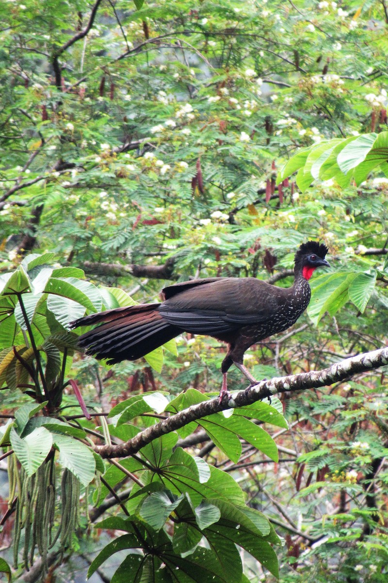 Crested Guan - ML621516463