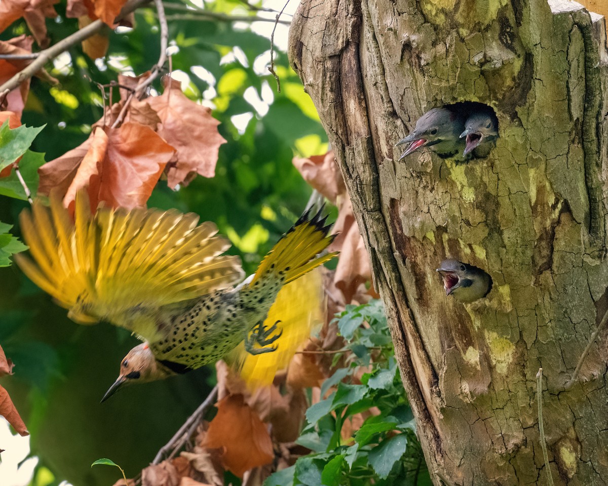 Northern Flicker - ML621516475