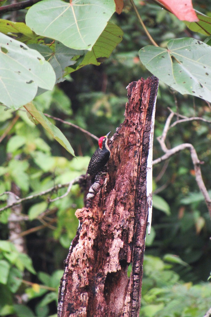 Black-cheeked Woodpecker - ML621516485