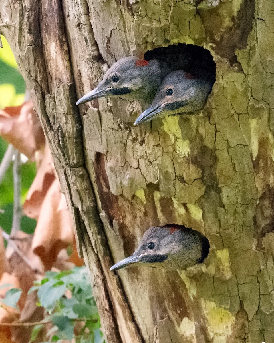 Northern Flicker - ML621516505