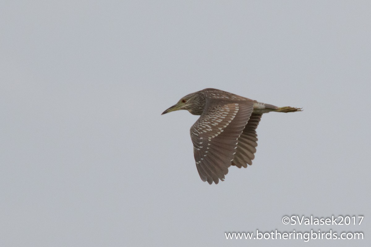 Black-crowned Night Heron - ML62151651