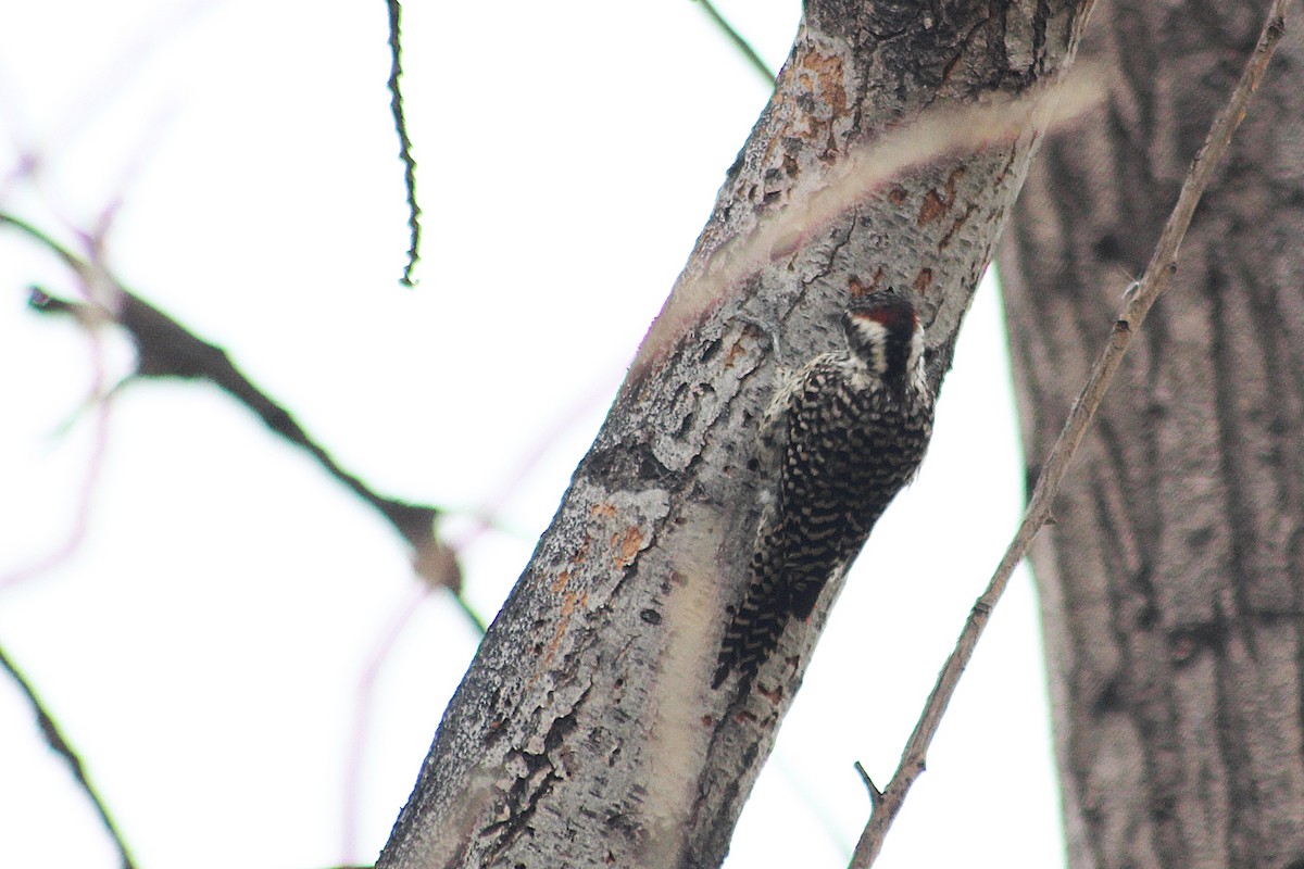 Checkered Woodpecker - ML621516517