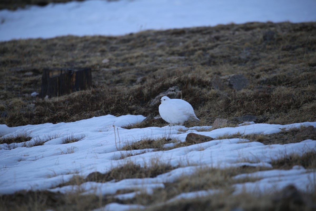 Weißschwanz-Schneehuhn - ML621516594