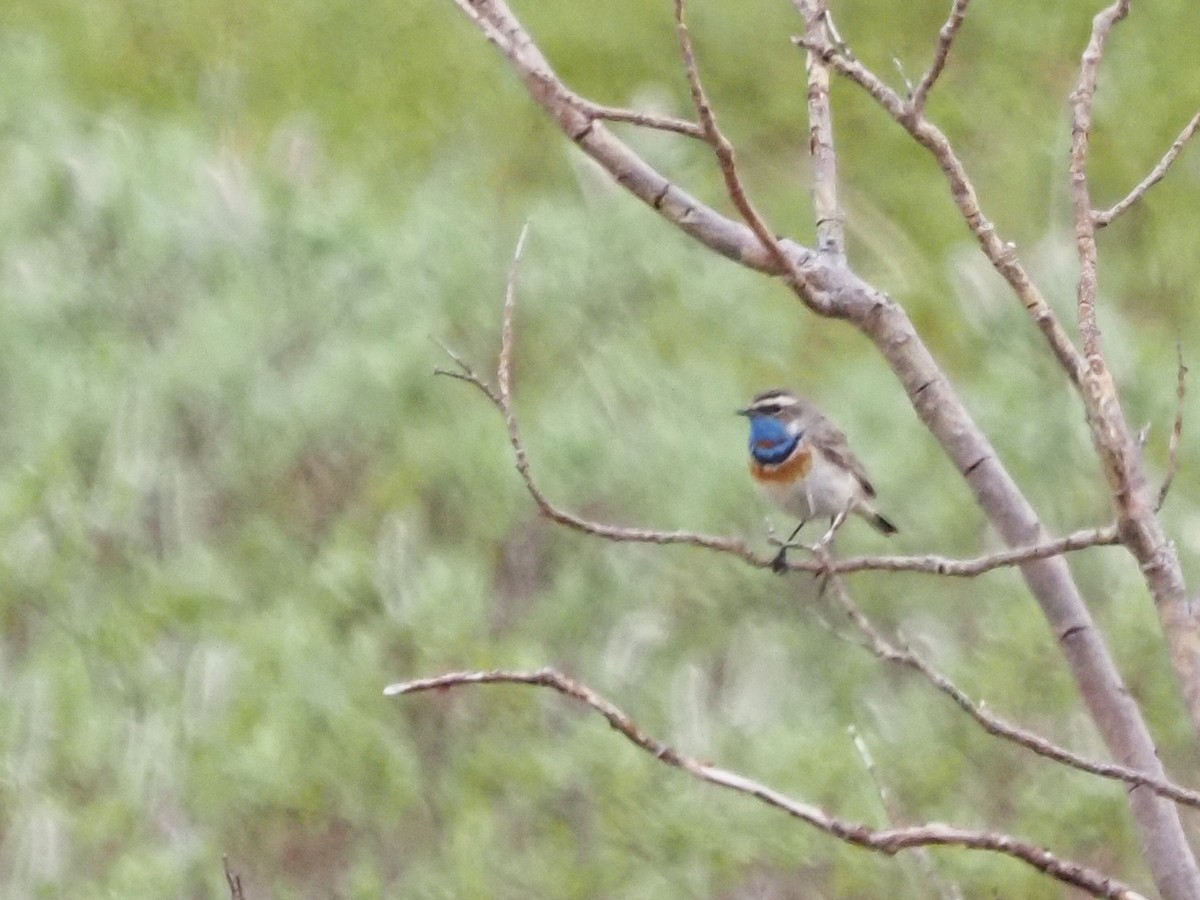 Bluethroat - ML621516627