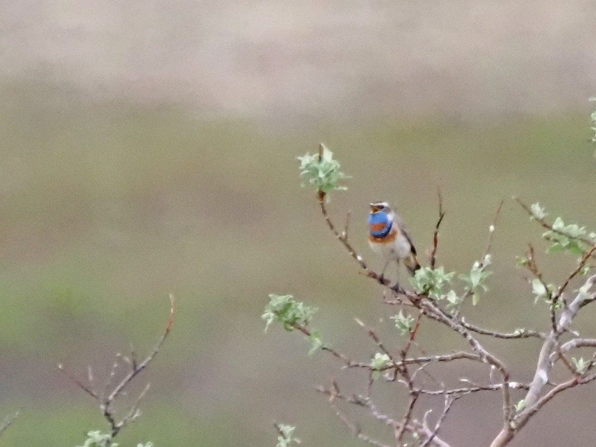 Bluethroat - ML621516629