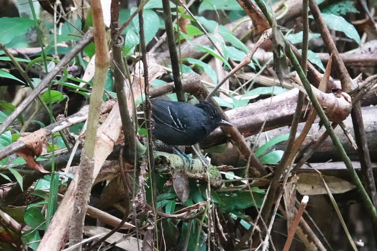 White-lined Antbird - Toby Holmes