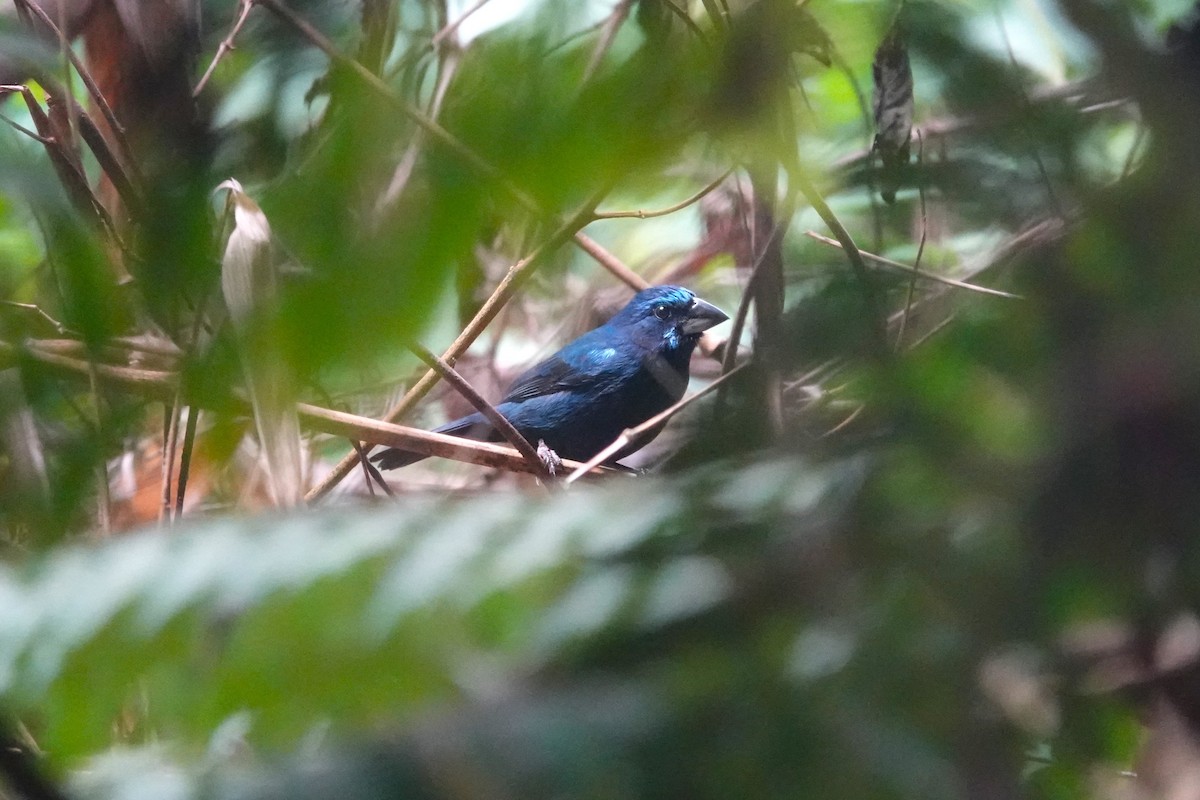 Amazonian Grosbeak - Toby Holmes