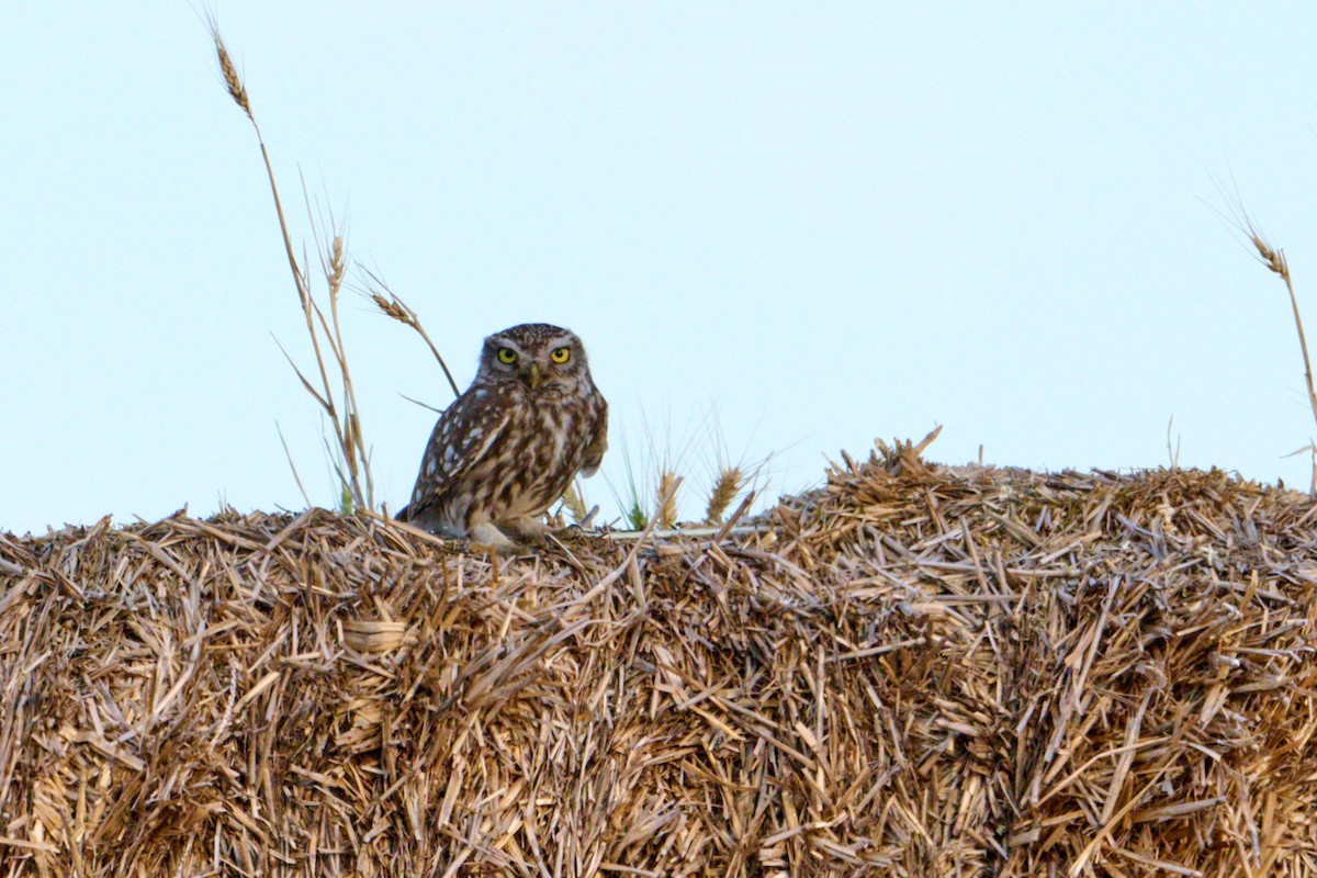 Little Owl - ML621516681