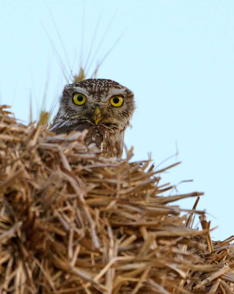 Little Owl - ML621516709
