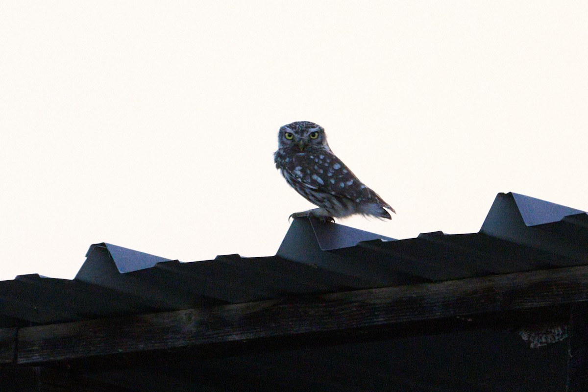 Little Owl - ML621516713