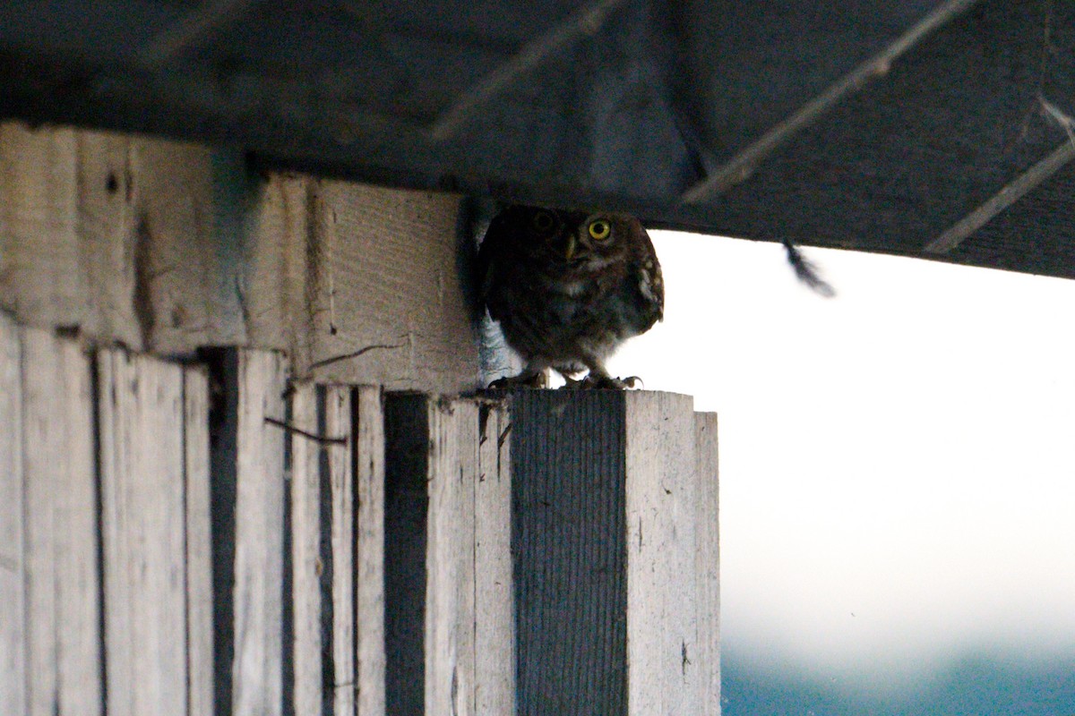 Little Owl - ML621516740
