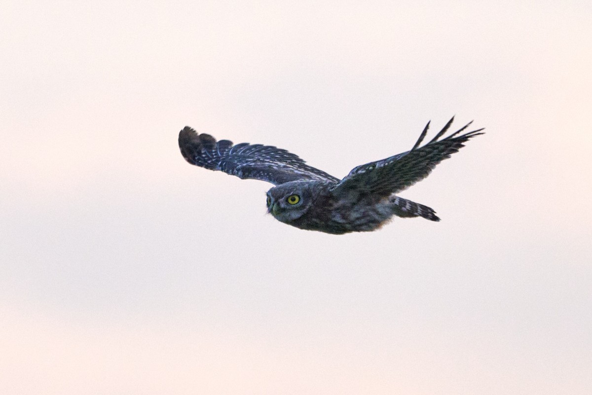 Little Owl - ML621516756