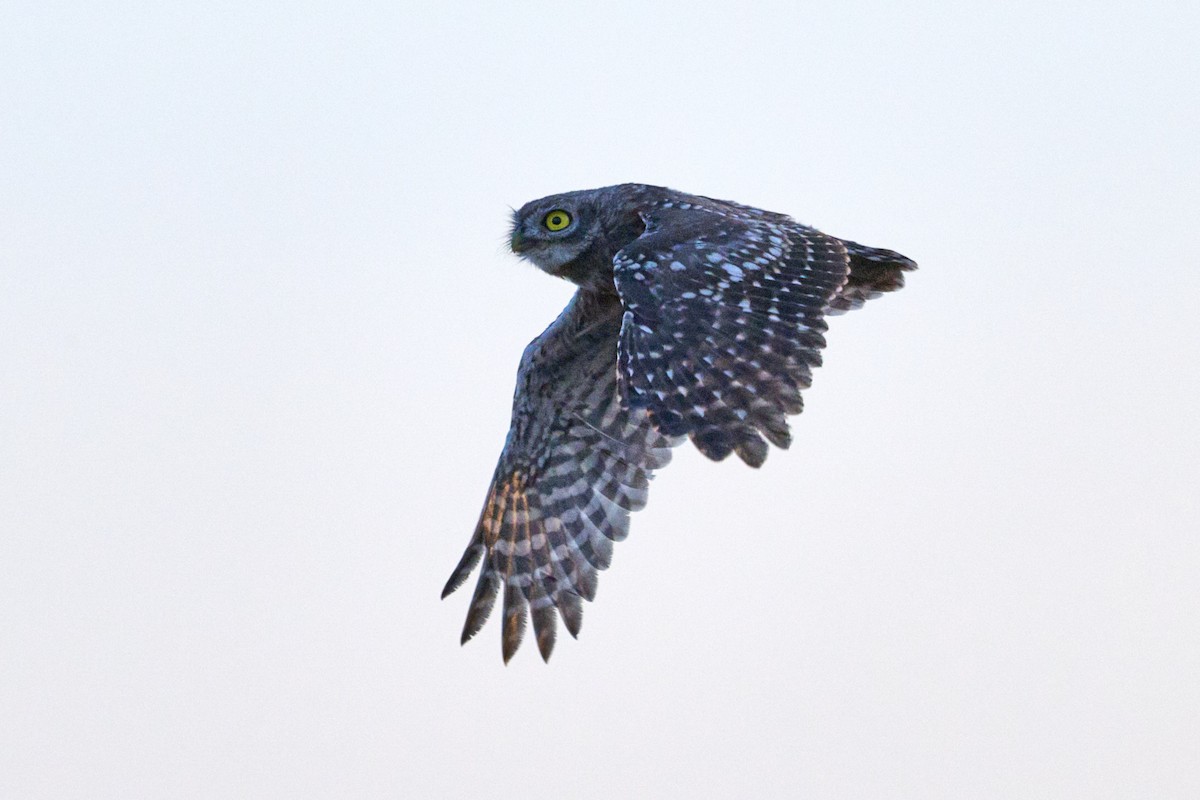 Little Owl - ML621516764