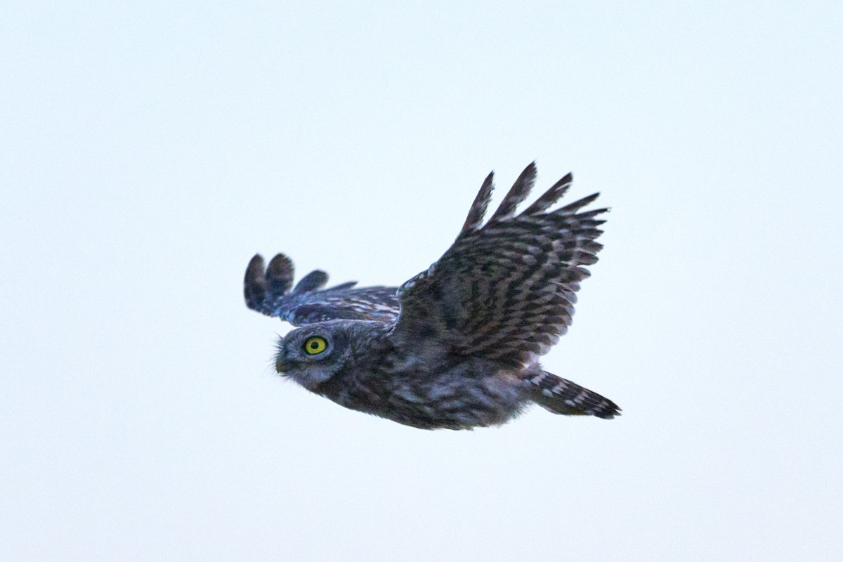 Little Owl - ML621516766