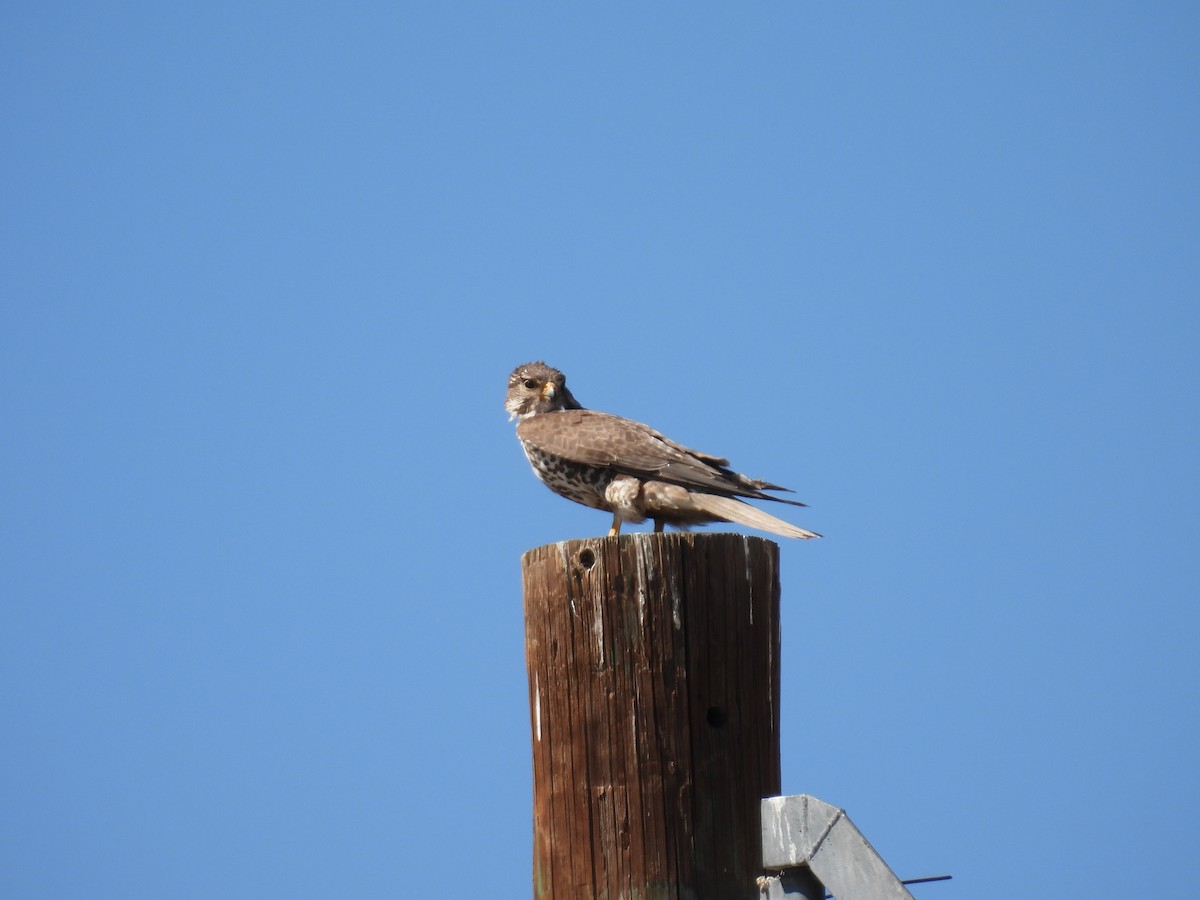 Prairie Falcon - ML621516857