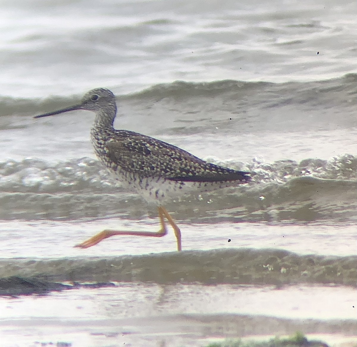 Greater Yellowlegs - ML621516883