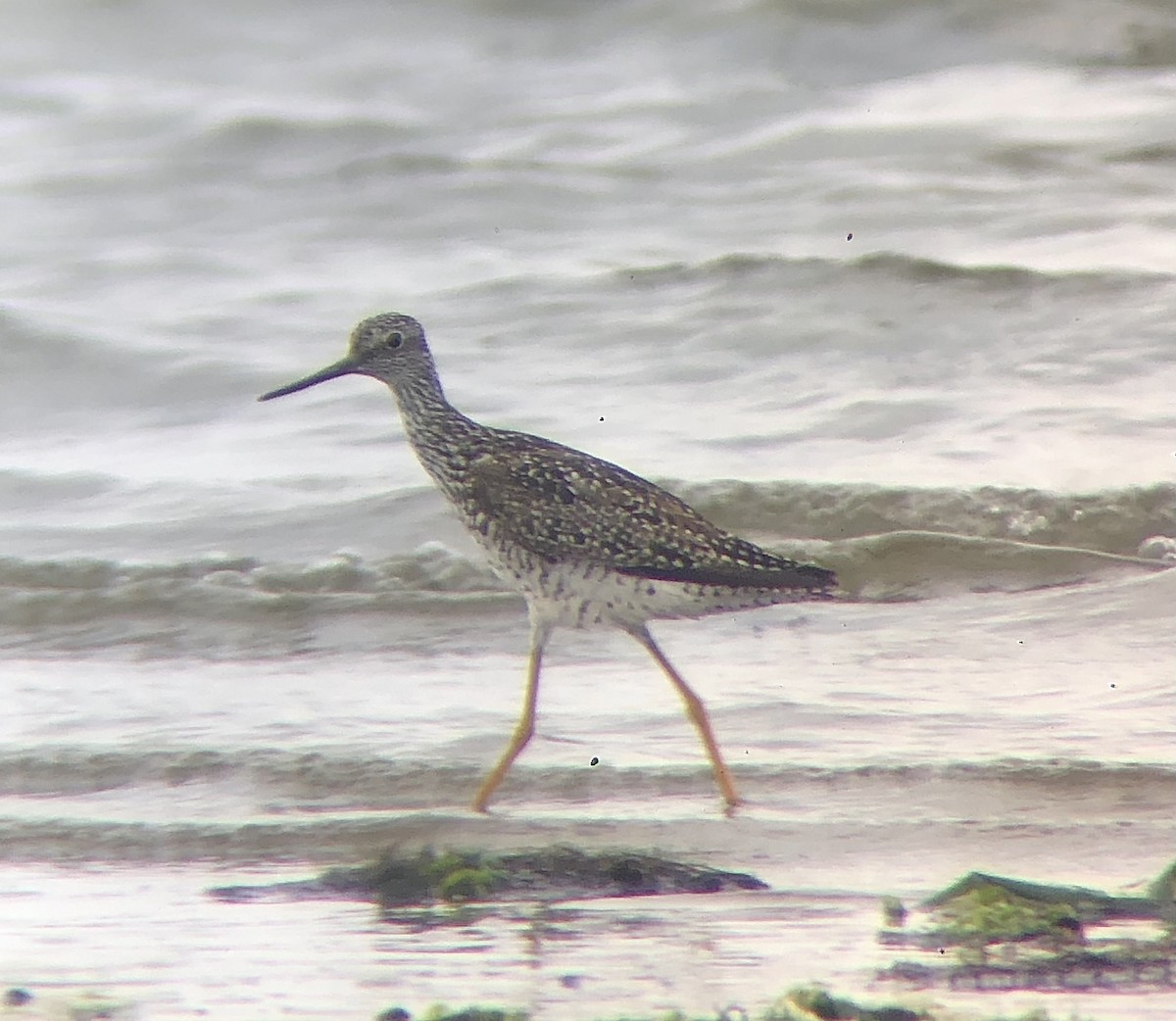 Greater Yellowlegs - ML621516884