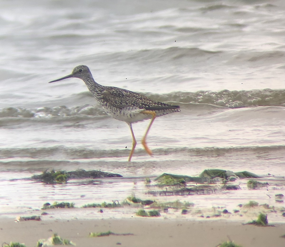 Greater Yellowlegs - ML621516885