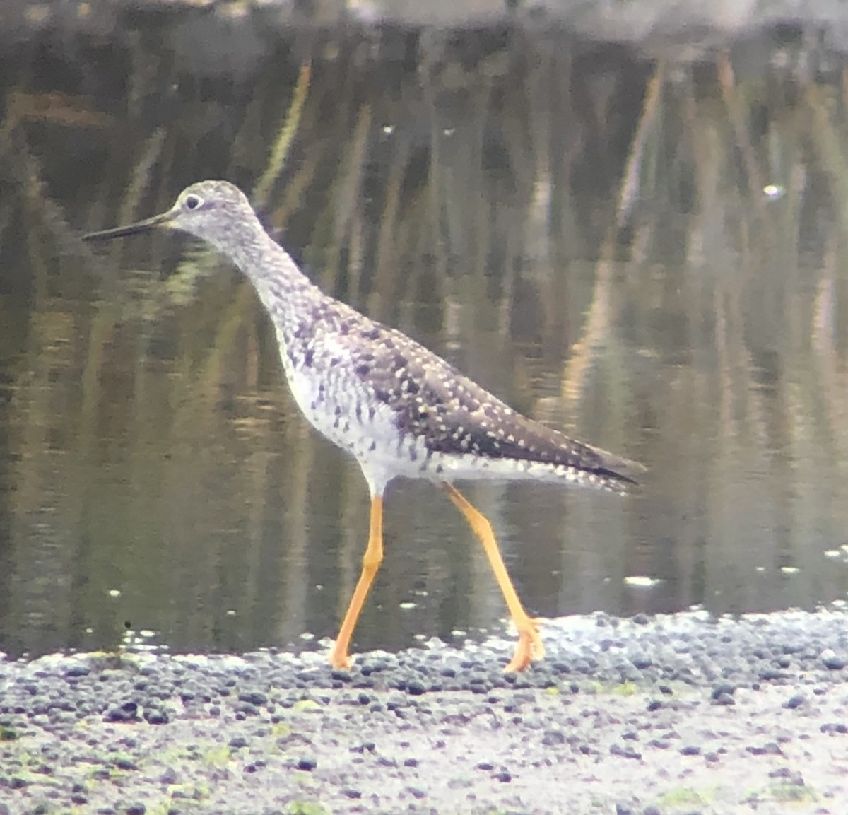 Greater Yellowlegs - ML621516887