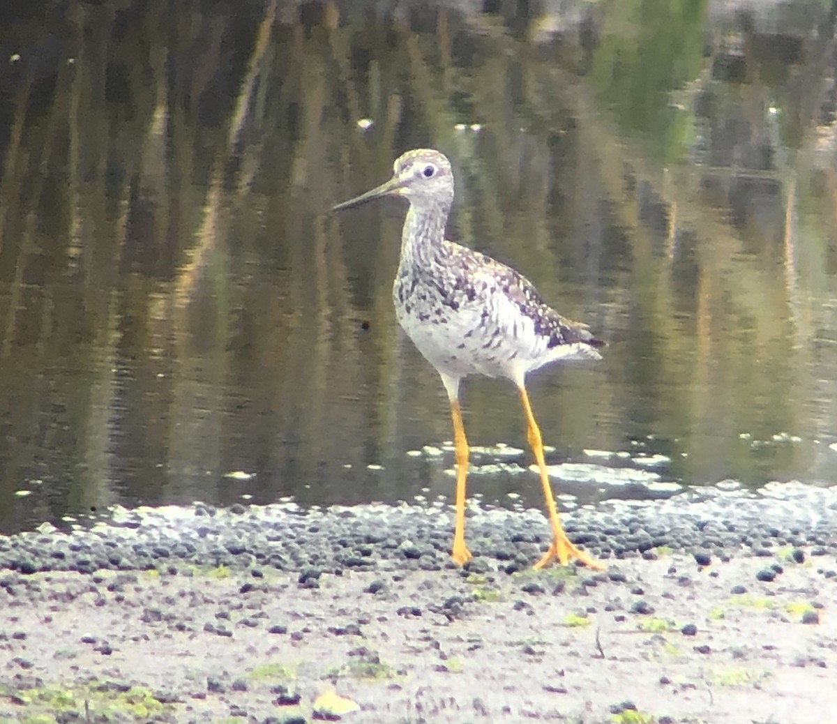 Greater Yellowlegs - ML621516888