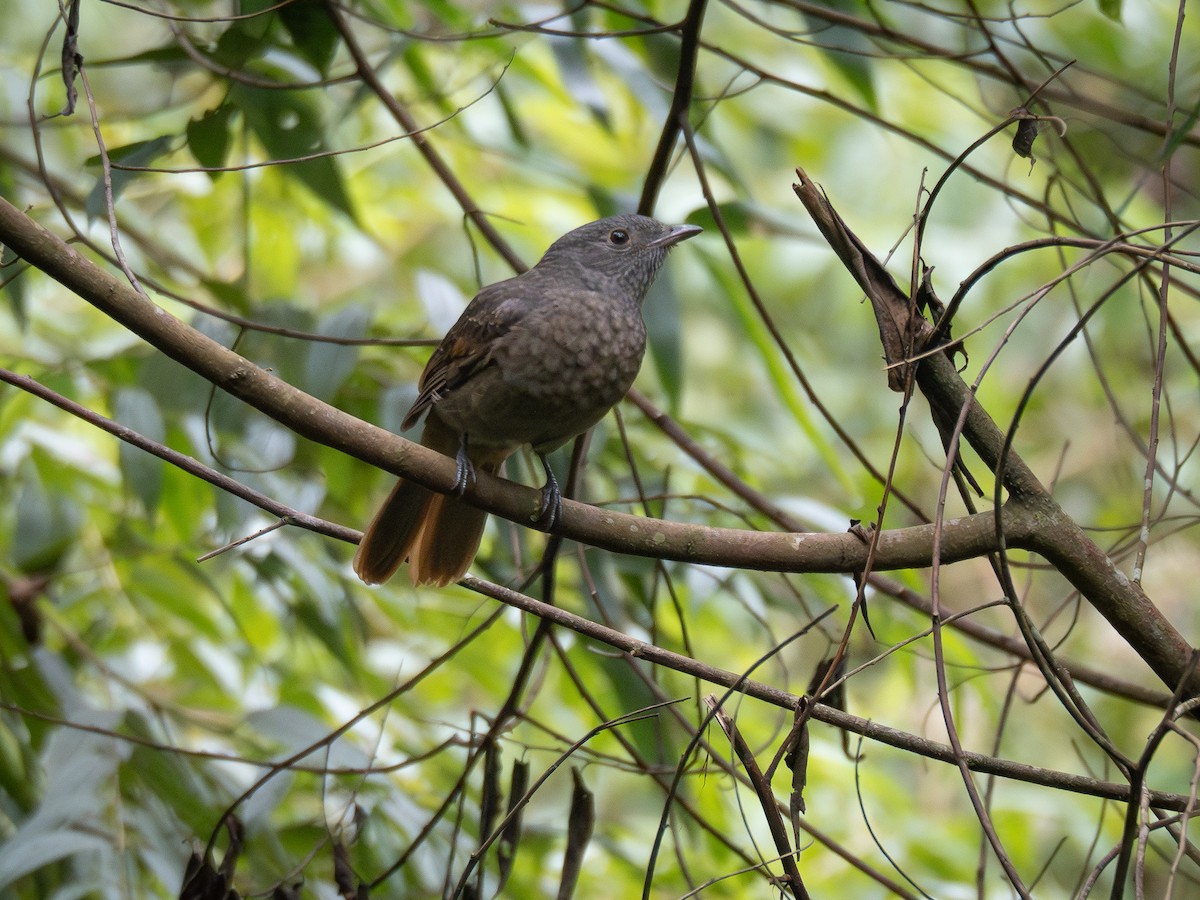 Cinnamon-vented Piha - ML621517000