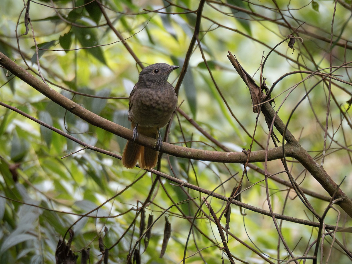 Cinnamon-vented Piha - ML621517001