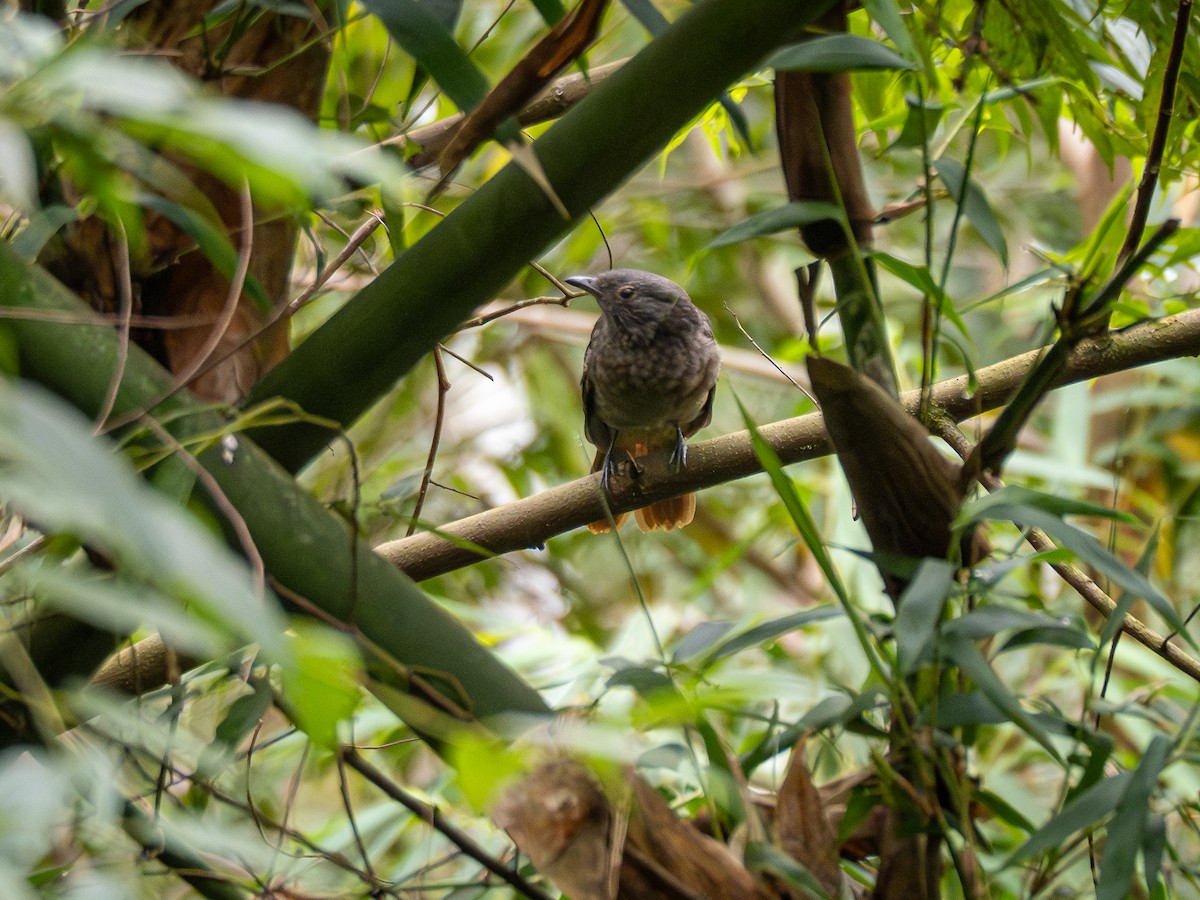 Cinnamon-vented Piha - ML621517002