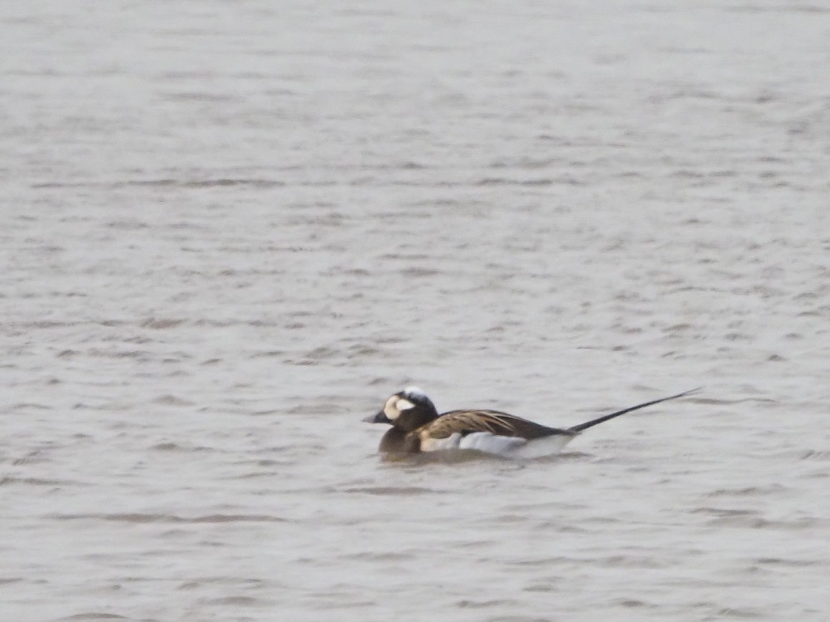 Long-tailed Duck - ML621517041