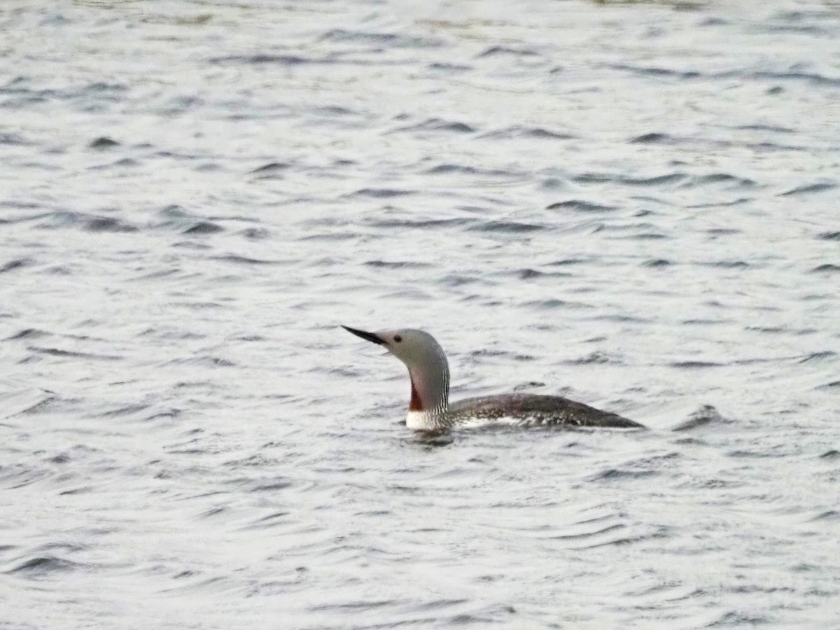 Red-throated Loon - ML621517060