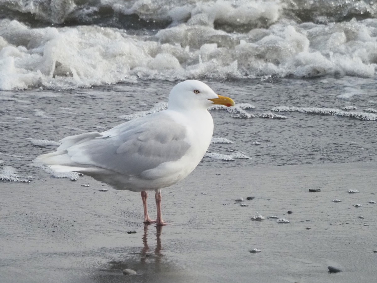 Glaucous Gull - ML621517097