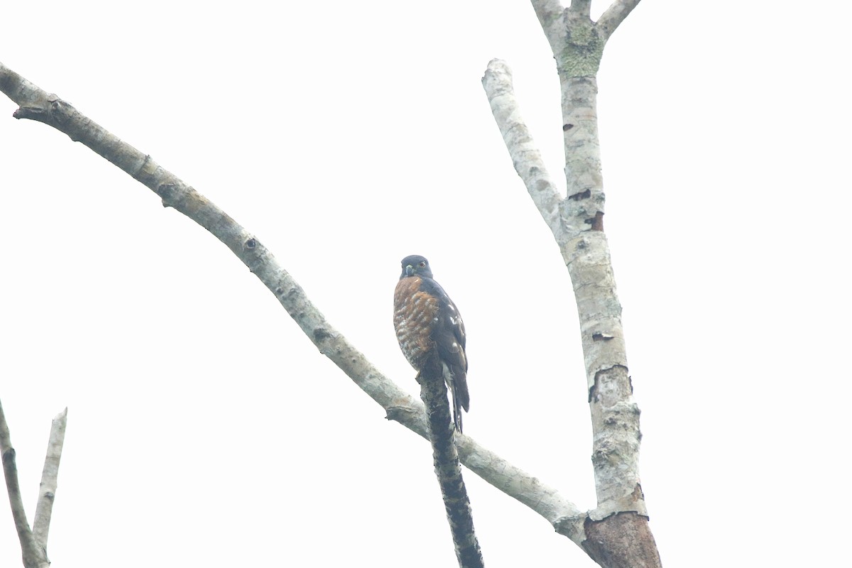 Double-toothed Kite - ML621517115