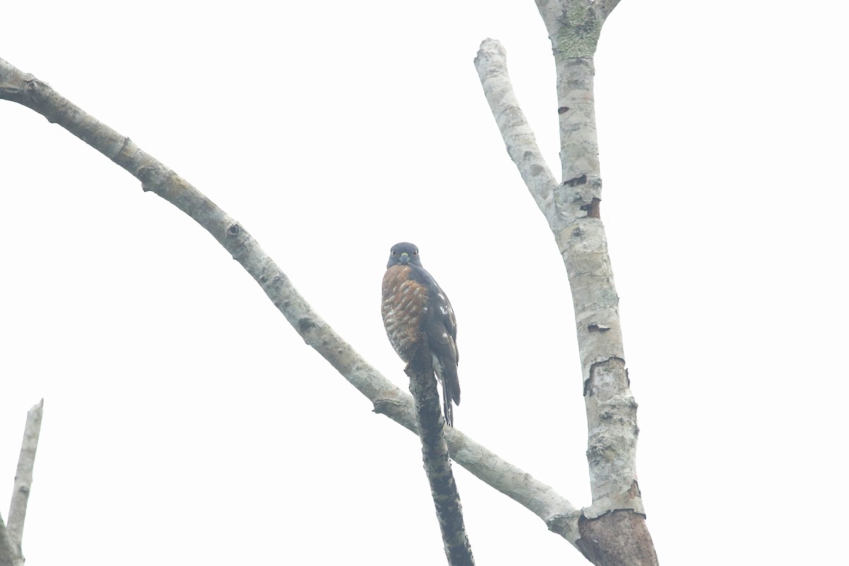 Double-toothed Kite - ML621517116