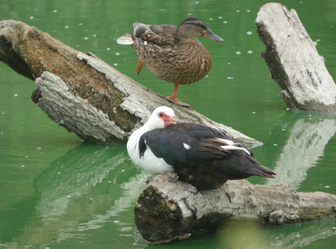 Muscovy Duck (Domestic type) - ML621517192