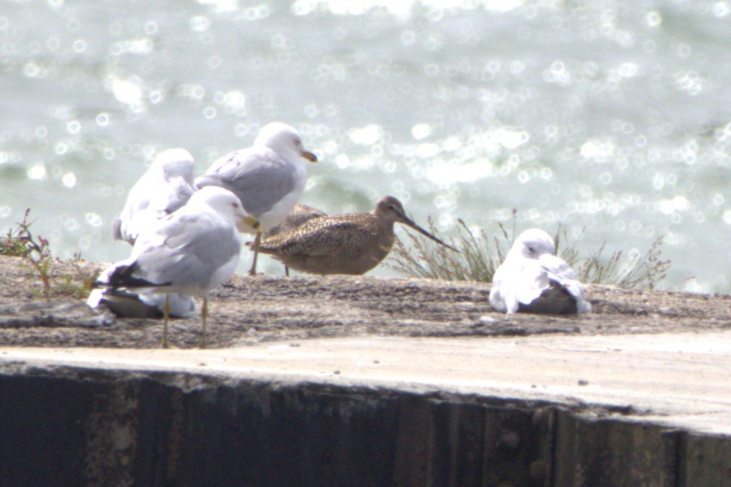 Marbled Godwit - ML621517203