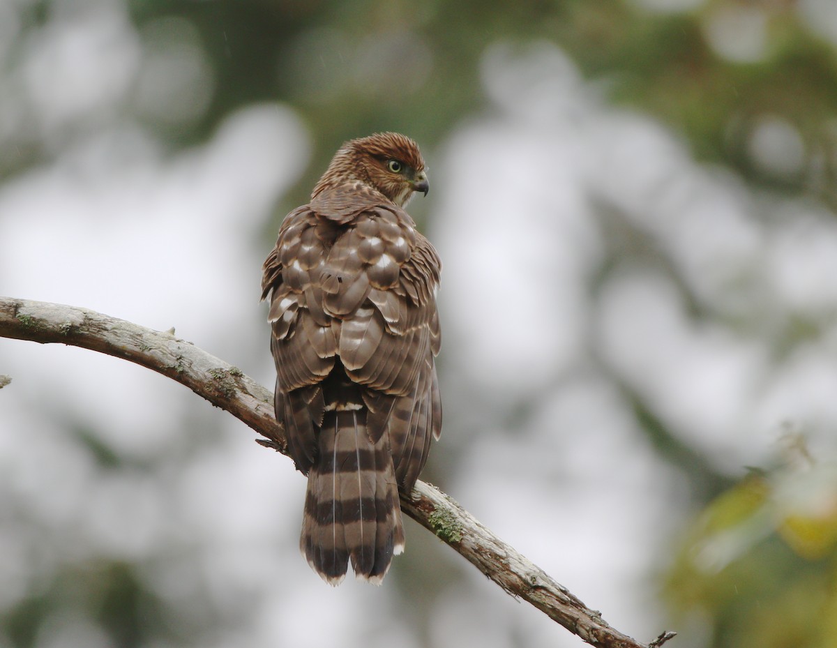 Cooper's Hawk - Liam Ragan