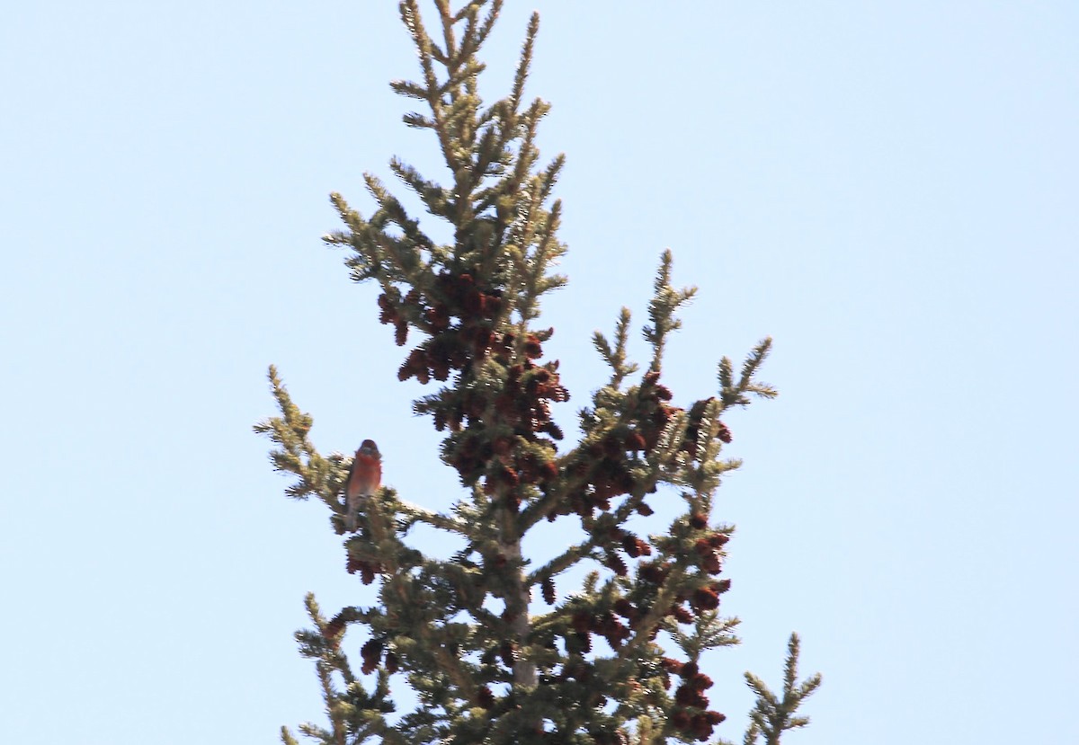 Bec-croisé des sapins - ML621517283