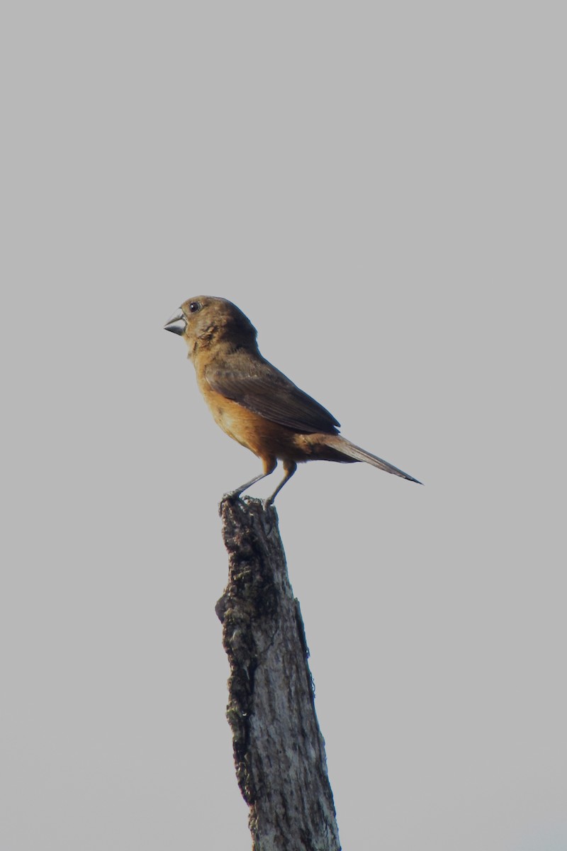 Thick-billed Seed-Finch - ML621517436