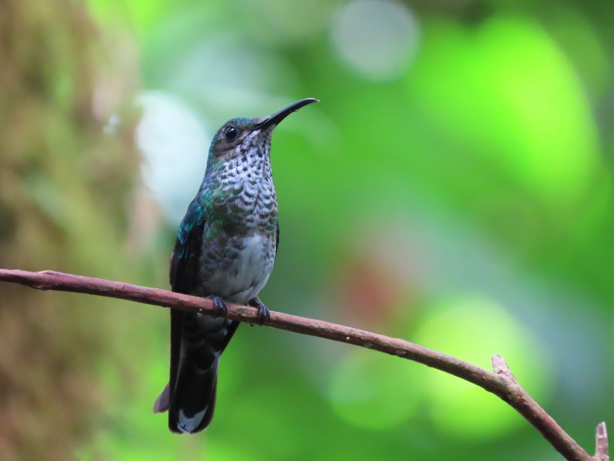 White-necked Jacobin - ML621517543