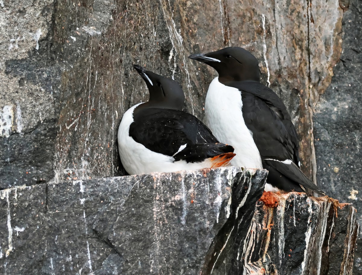 Thick-billed Murre - ML621517546
