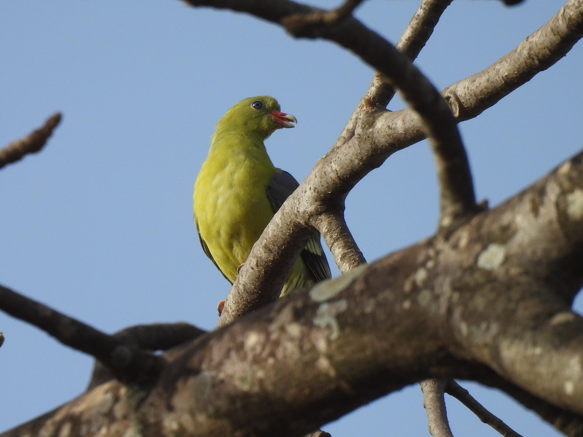 African Green-Pigeon - ML621517658