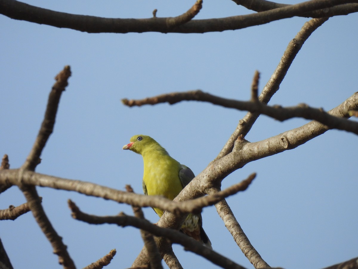 African Green-Pigeon - ML621517659