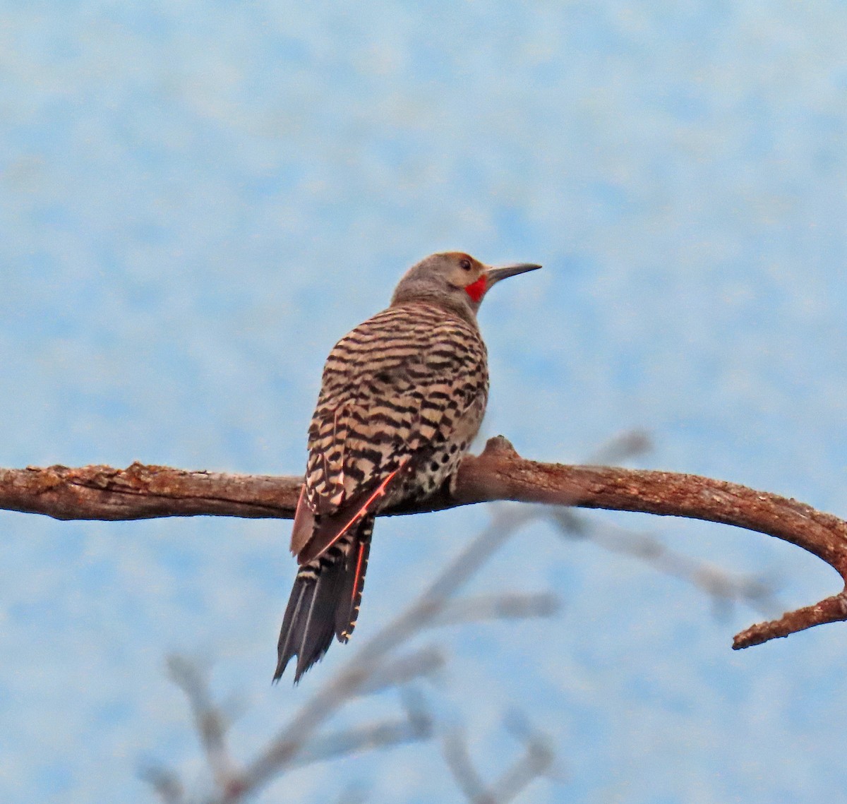 Northern Flicker (Red-shafted) - ML621517704