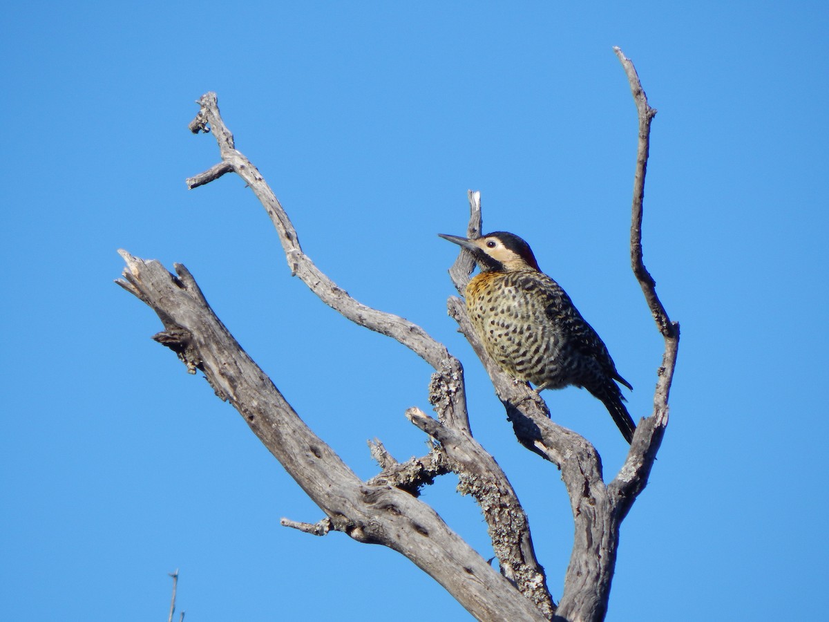 Green-barred Woodpecker - ML621517714