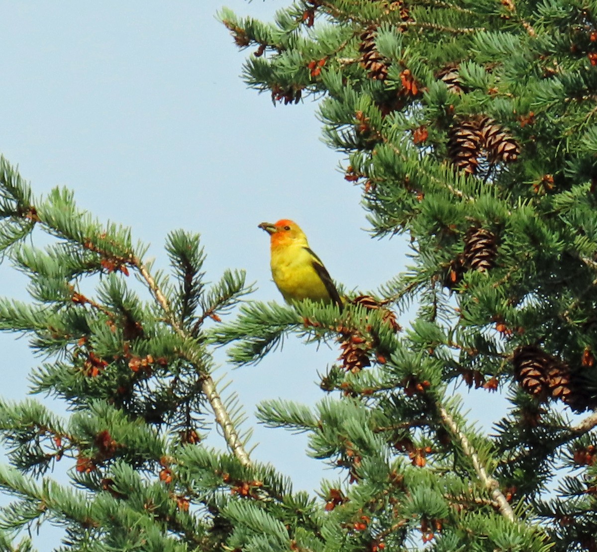 Western Tanager - ML621517737