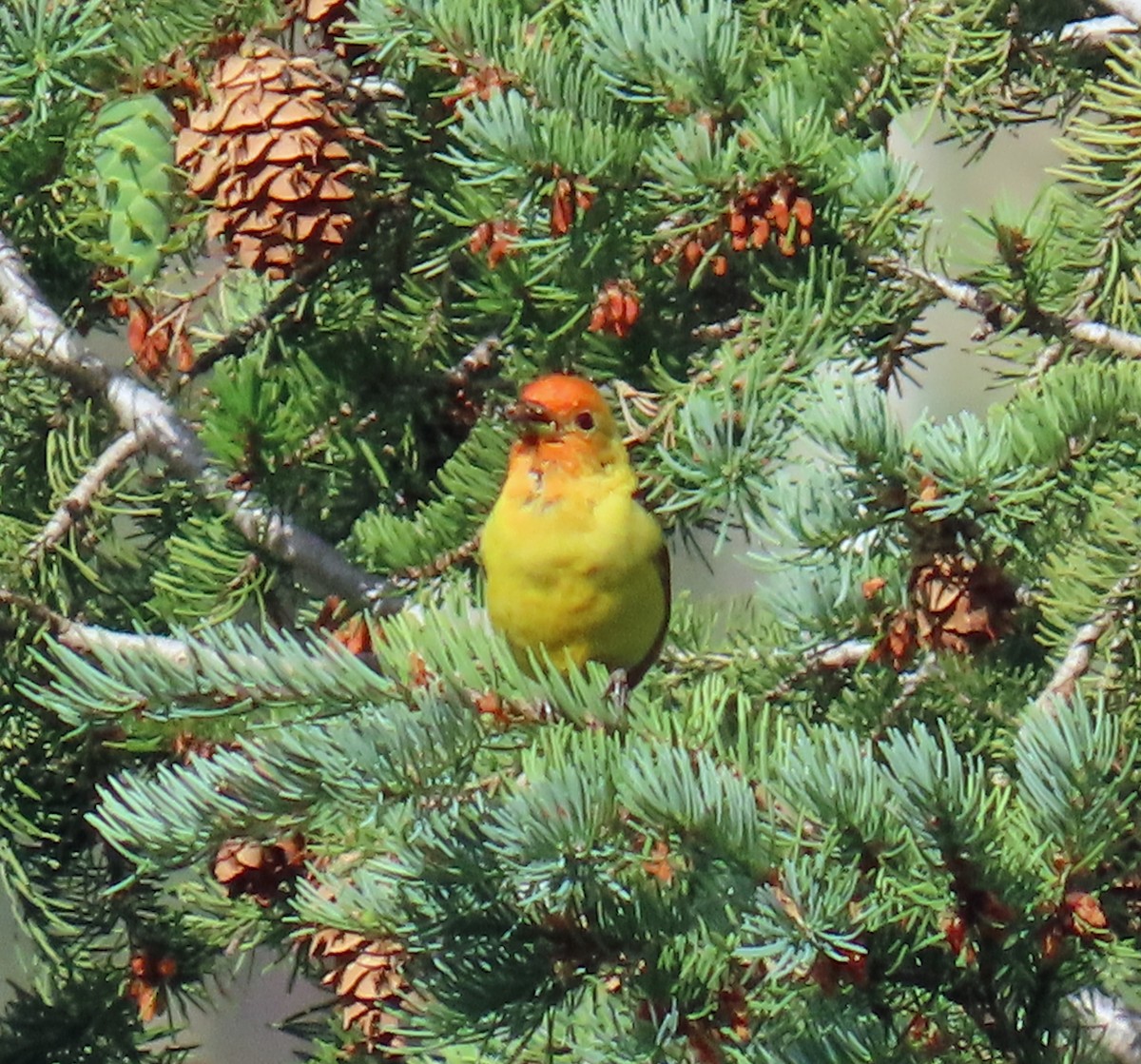 Western Tanager - ML621517738