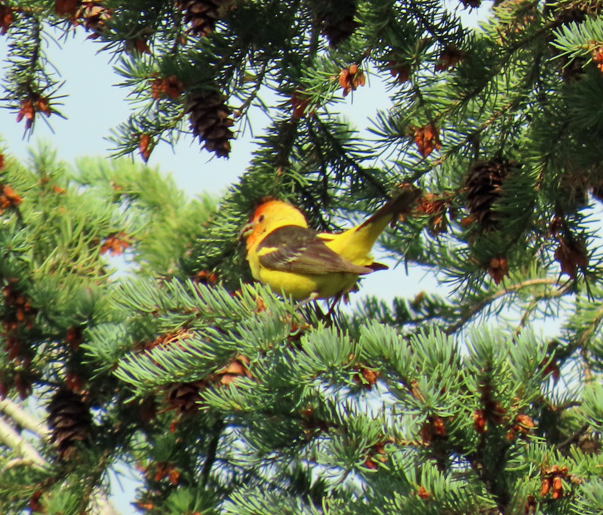 Western Tanager - ML621517739