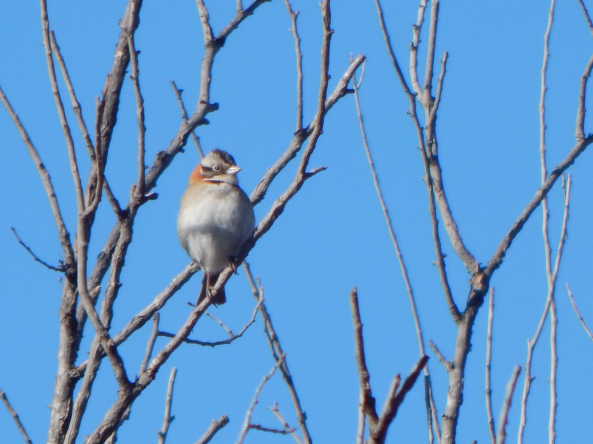 Rufous-collared Sparrow - ML621517743