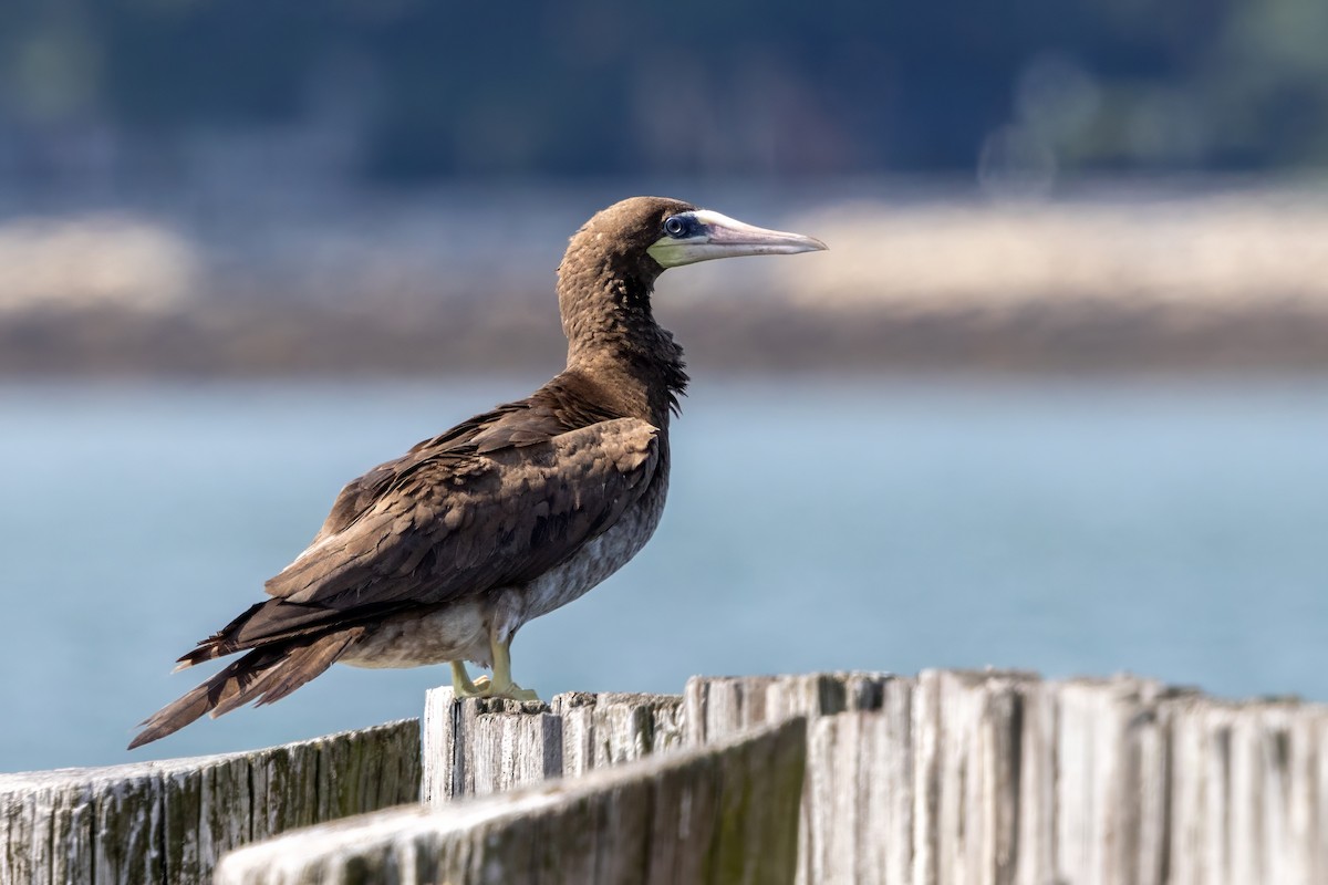 Brown Booby - ML621517767