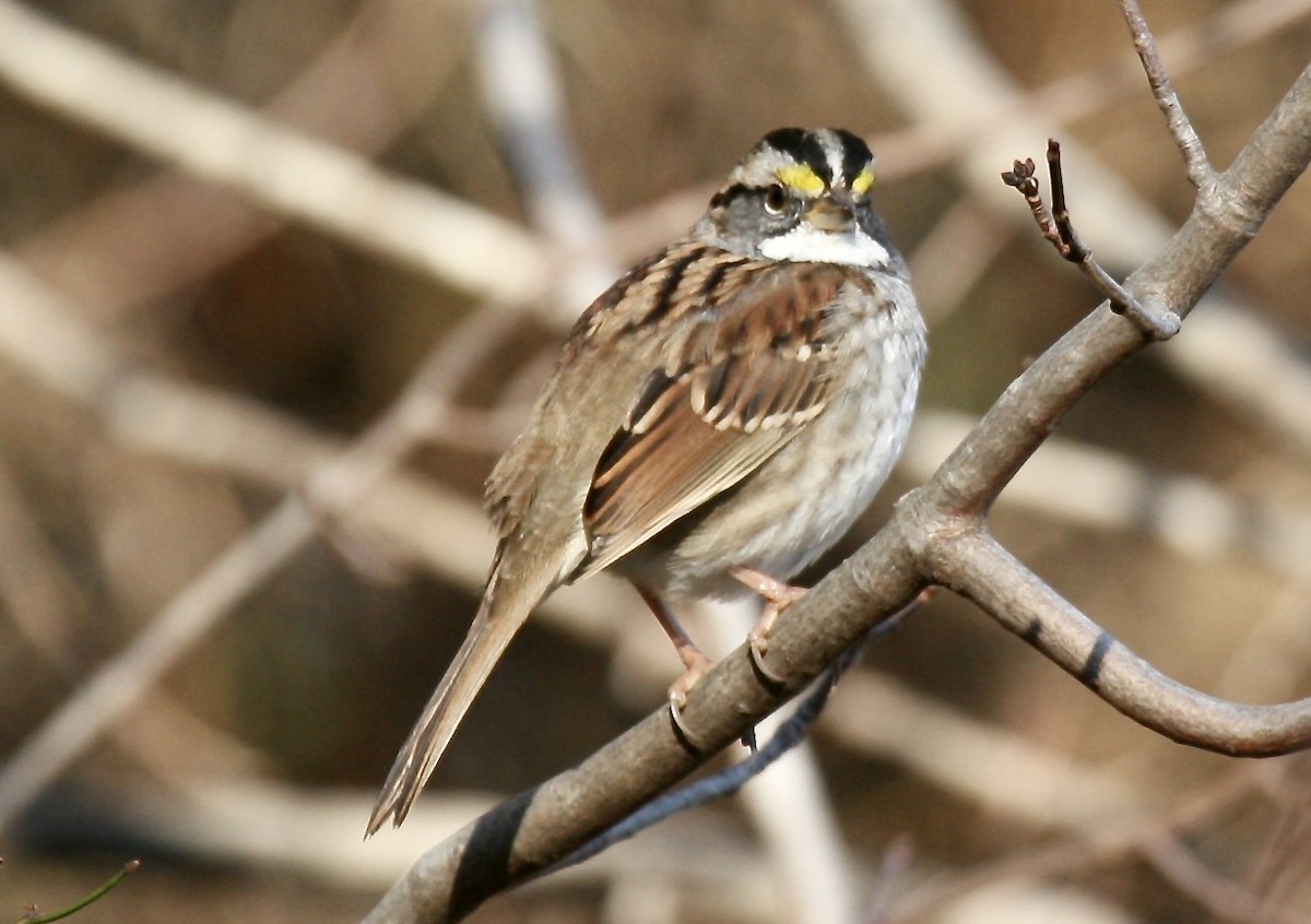 White-throated Sparrow - ML621517768