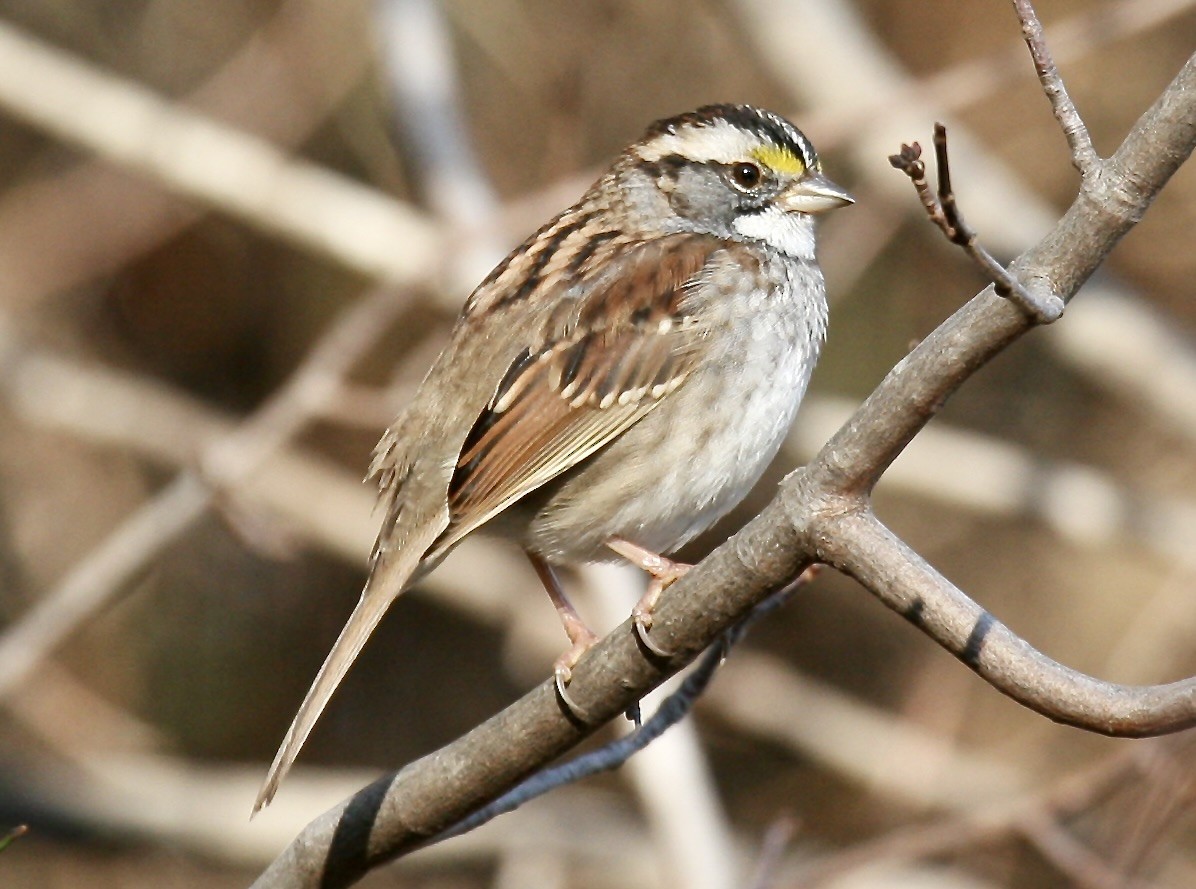 White-throated Sparrow - ML621517769